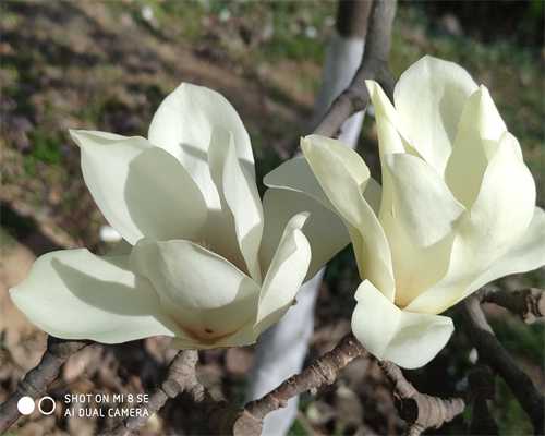 试管武汉代孕地址怎么找胚胎冷冻(试管婴儿的胚胎一般可以冷冻几年)