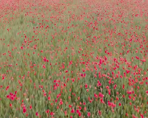 抽羊水对武汉代孕帮生孩子有危险吗？羊水穿刺要做吗？